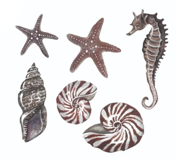 Wandsticker Underwater Friends Muscheln