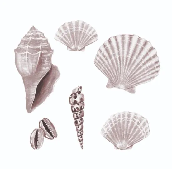 Wandsticker Muscheln Rose